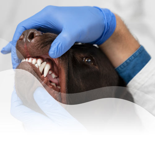 Limpieza Dental con 30% OFF (Destartraje)