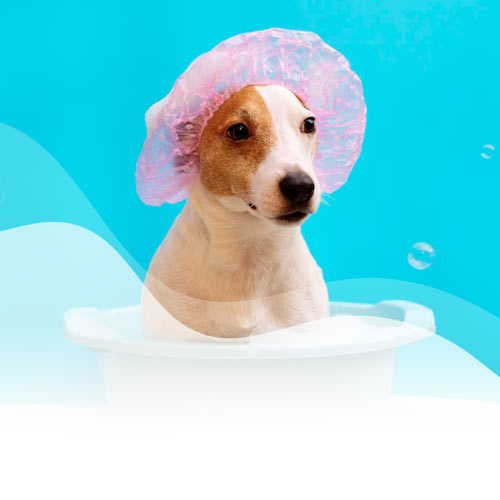 30% de descuento en baño y peluquería